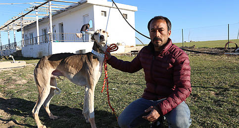 Fotoğraflarla Şanlıurfa'nın tazıları