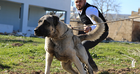 Şanlıurfa'nın Kurtboğanları