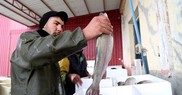 Urfa’dan Avrupa'ya ihraç ediliyor