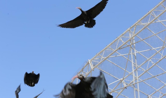 Şanlıurfa’da kelaynaklara takip için GPRS takıldı