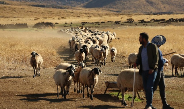 Şanlıurfa ve Diyarbakır’da besicilerin sonbahar mesaisi