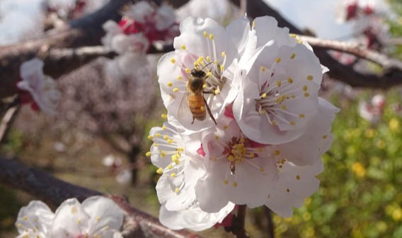 Kayısı ağaçları çiçek açtı, ortaya görsel şölen çıktı