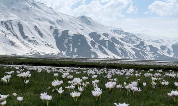 Yüksekova’da kardelen ve çiğdemler çiçek açtı