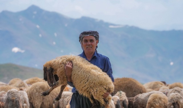 Faraşin Yaylası 400 bin küçükbaş hayvana ev sahipliği yapıyor