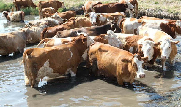 Erzincan’da bu kez mandalar değil, inekler serinledi