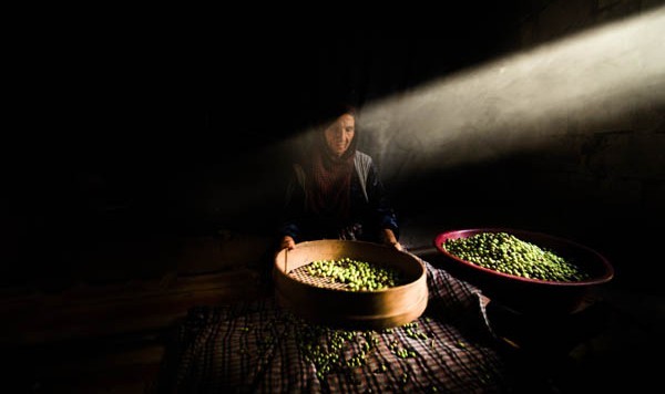 Mardin Derik'te zeytin hasadı başladı