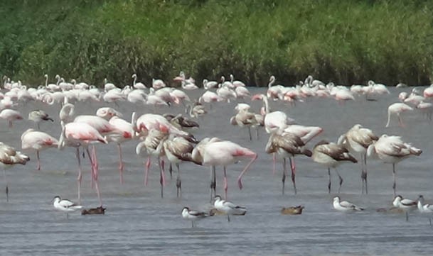 Flamingolar Van'ı çok sevdi