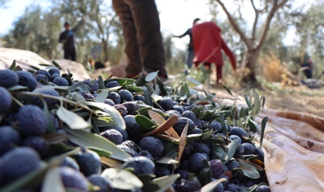 Şanlıurfa'da hibe destekleriyle zeytin ağacı sayısı 19 yılda 15 kat arttı