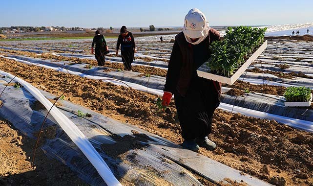 Adana Karpuzu Toprakla Buluştu: Fiyatı dudak uçuklatacak