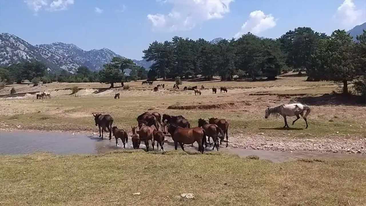 Antalya'nın Yılkı Atlarından muhteşem görsel şölen