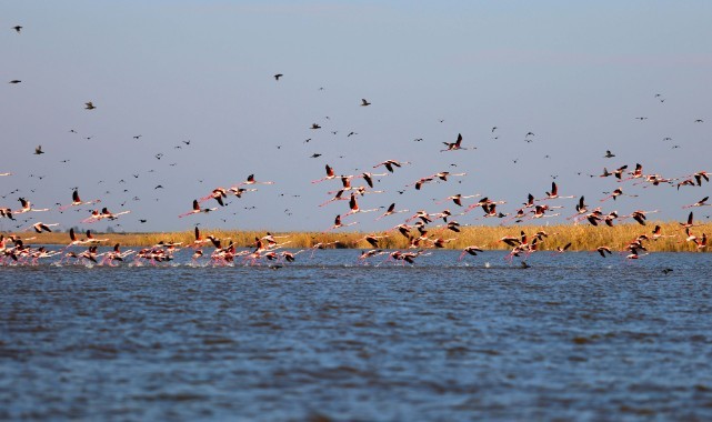 Adana'da flamingoların büyüleyici dansı görüntülendi