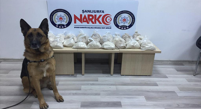 Narkotik köpeği ile uyuşturucu operasyonu