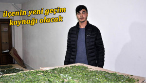 Siverek’te İpek böceği yetiştiriciliği