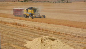 Buğday hasadı başladı