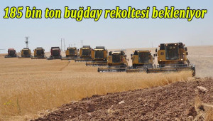 TİGEM’de buğday hasadı başladı