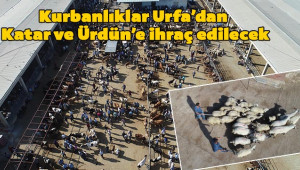 Meralarda yetişen kurbanlıklara yoğun ilgi