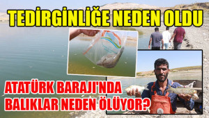 Balık ölümleri tedirginliğe neden oldu