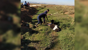 Bataklığa saplanan inek kurtarıldı