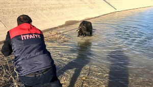 Sulama kanalına düşen inek kurtarıldı