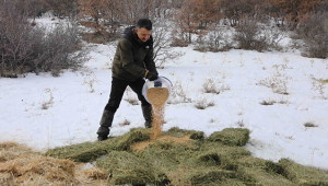 Yaban hayvanlar için doğa yem bırakıldı