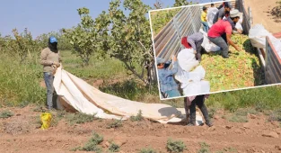 150 işçi ile fıstık hasadı sürüyor