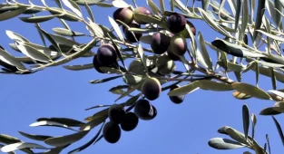 Zeytin ve zeytin yağında rekolte belli oldu