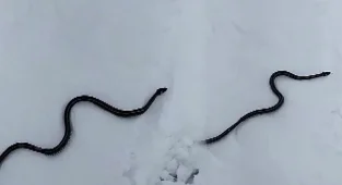 Kar üstünde yılan görüldü! Uzmanlar şaşkın!