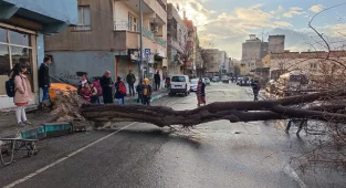 Şanlıurfa'da dut ağacı devrildi!