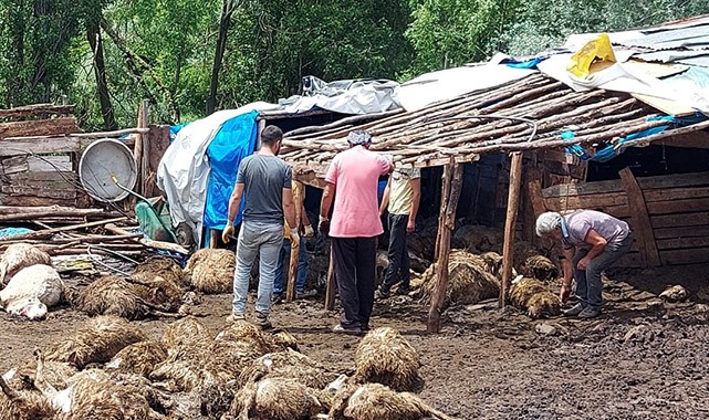 Ağıla giren kurt 100'e yakın koyunu telef etti