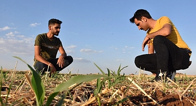 Anız yakmadan verimi yüksek alıyor