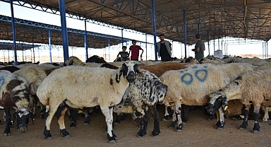 Şanlıurfa'daki hayvan pazarında hareketlilik sürüyor