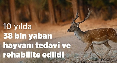 Yaban hayatı için mücadele ediyorlar