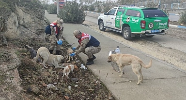 Şanlıurfa’da jandarma sokak köpeklerini unutmadı!