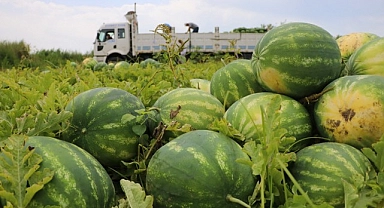 Adana karpuzu hasat için gün sayıyor