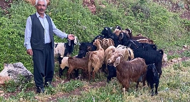 Kaybolan küçükbaş sürüsü bulundu!