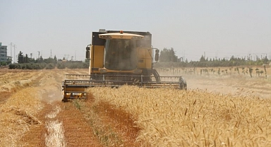 Şanlıurfa’da Halk Ekmekte kullanılan buğday hasad edildi