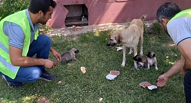 Şanlıurfa'da sokak hayvanları unutulmadı