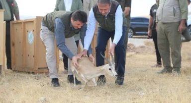 Vali Şıldak başkanlığında doğaya 20 ceylan salında