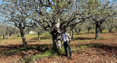 Urfa fıstığı için ilaçlama uyarısı yapıldı!