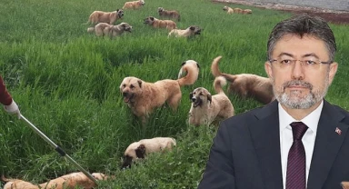 Bakan Yumaklı sokak köpeklerine ilişkin rakamları açıkladı