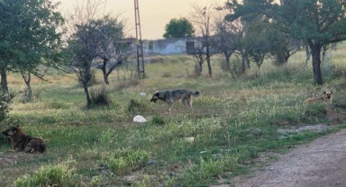 Başıboş köpekler 4 koyunu telef etti