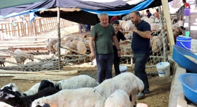 Şanlıurfa'daki hayvan pazarlarında hareketlilik sürüyor