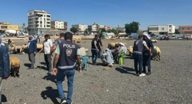 Urfa’nın o ilçesinde hayvan pazarına sıkı denetim: 337 şahıs sorgulandı