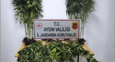 Söke’de 18 kök hint keneviri ele geçirildi