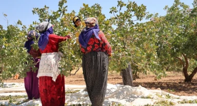 Çekirdek fiyatına giden fıstığın hasadı Diyarbakır'da başladı