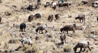 Şanlıurfa'da Mera Islah Projesi ile hayvancılık destekleniyor