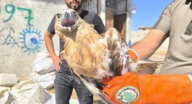 Şanlıurfa’da yaralı bulunan kartal tedavi altına alındı!