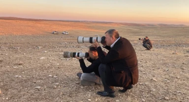 Nadir görülebilen kuş türü "dağ cılıbıtı", Şanlıurfa'da görüntülendi