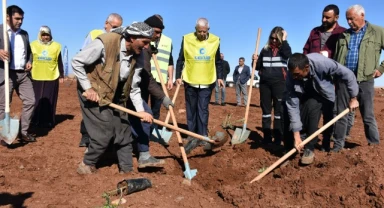 Siverek'te binlerce meyve fidanı toprakla buluştu