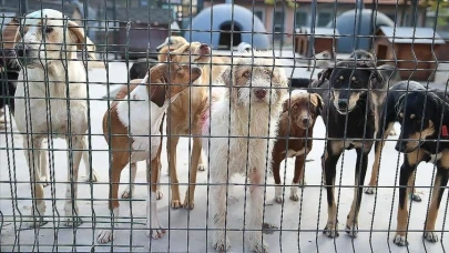 Belediyelerin hayvanları koruma harcamaları belirlendi